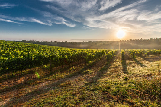 SULLE VIE DEL GUSTO: IL PROSECCO DOC EXTRA DRY