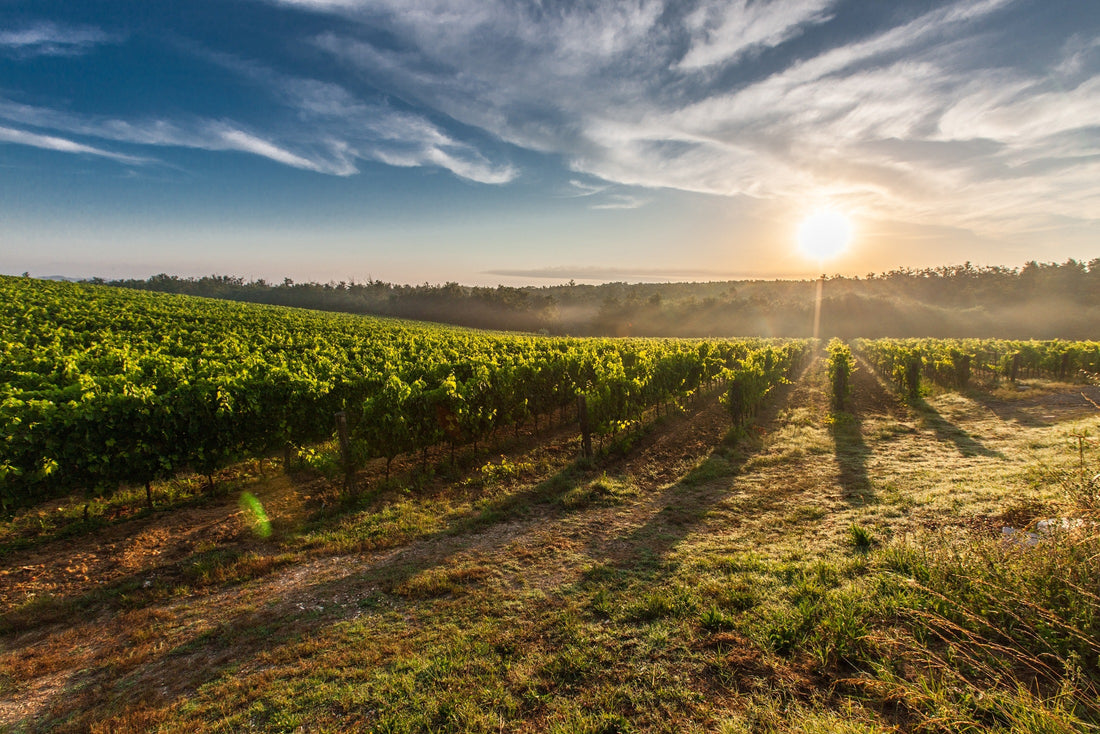 SULLE VIE DEL GUSTO: IL PROSECCO DOC EXTRA DRY